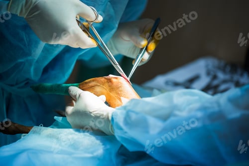 Preview: veterinary clinic. Surgery dog's leg. the doctor pulls out the piece of bone with forceps.