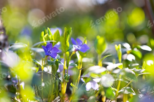 Preview: Small violet flowers blooming in spring garden