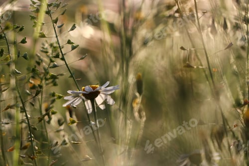 Preview: Beautiful wild flowers growing in spring meadow