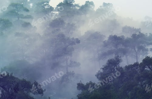 Preview: Fog in the forest