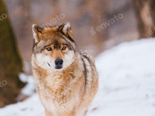 Preview: Wolf in the winter forest