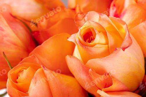 Preview: Fresh roses flowers. Flowers background close up