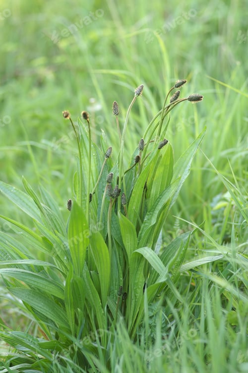Preview: Closeup of growing Plantago lanceolata in field
