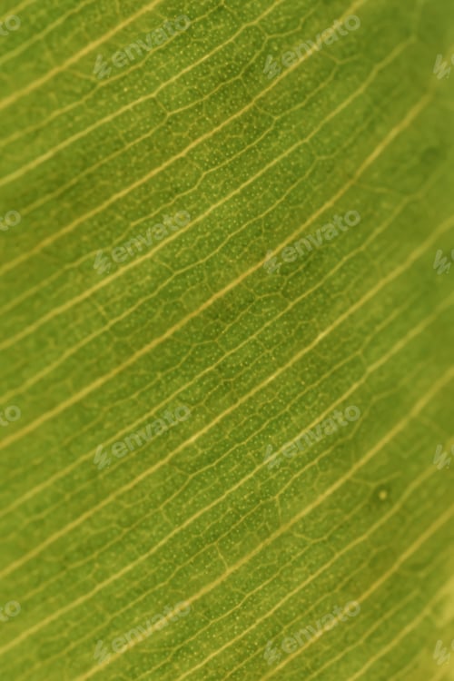 Preview: Ficus leaves close-up. Beautiful floral green background.