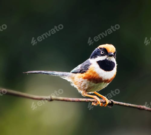 Preview: A Magical China Wildlife pictures
