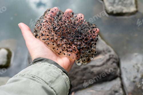 Preview: frog or toad eggs laying in human hand against water in mating season of amphibians ecology zoology