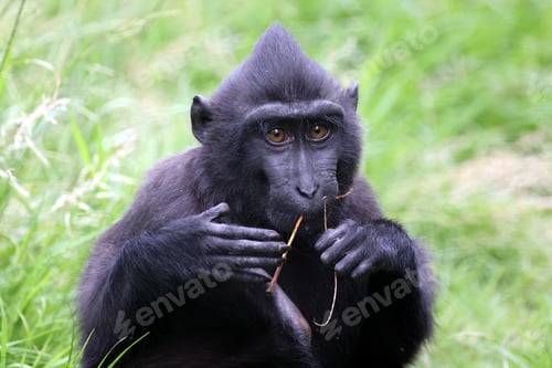 Preview: close up view of cute crested macaque (macaca nigra) monkey in wildlife