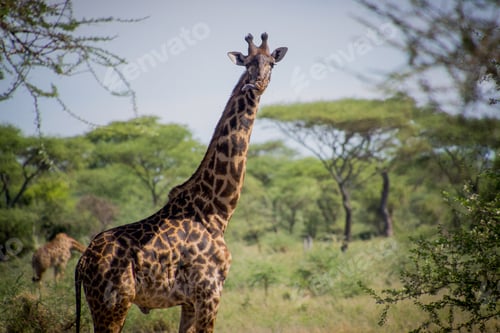 Preview: Giraffe in a grassy field in Tanzania, Africa