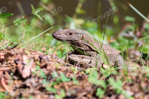 Preview: Bengal monitors or Varanus bengalensis perform mating