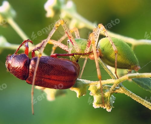 Preview: Macro shot of a spider hunting an ant