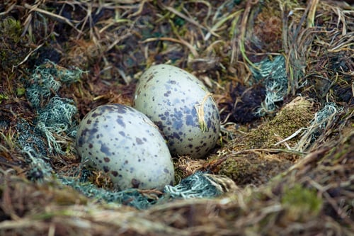 Preview: two eggs