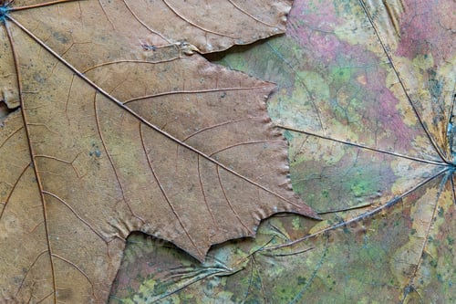 Preview: Abstract Texture A Closeup Of The Dried Maple Leaf For Backgrounds