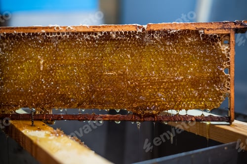Preview: Close-up of beekeeper extracting honey from honeycomb with a scraper in apiary
