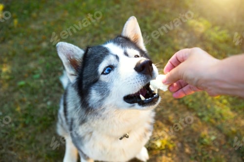 Preview: Husky dog gets a delicious for executing the Sit command