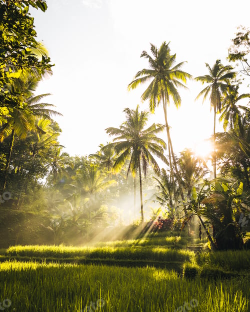 Preview: Morning view of Tegallalang Rice fields terraces in Ubud, Bali, Indonesia