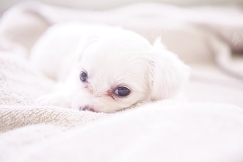 Preview: Cute newborn white puppy dog