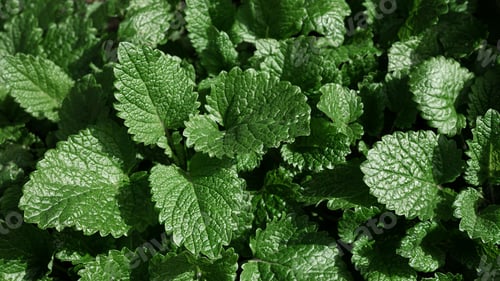 Preview: Background of young lemon balm
