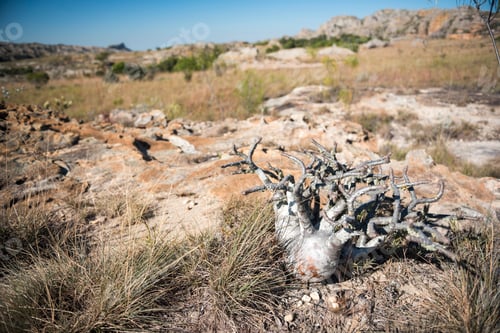 Preview: Elephants Foot Plant (Pachypodium rosulatum), Isalo National Park, Ihorombe Region, Southwest Madaga