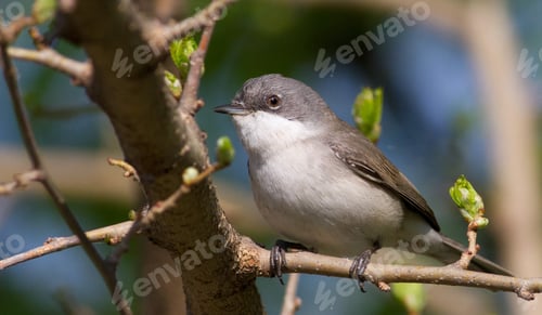 Preview: Lesser whitethroat, Sylvia curruca. Little songbird. Close-up