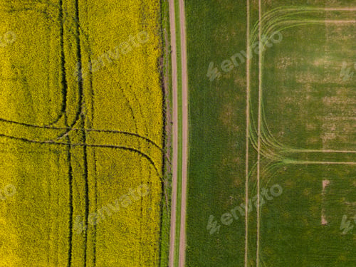 Preview: aerial view of a yellow rapeseed field and green wheat field divided by a rustic dirt road.