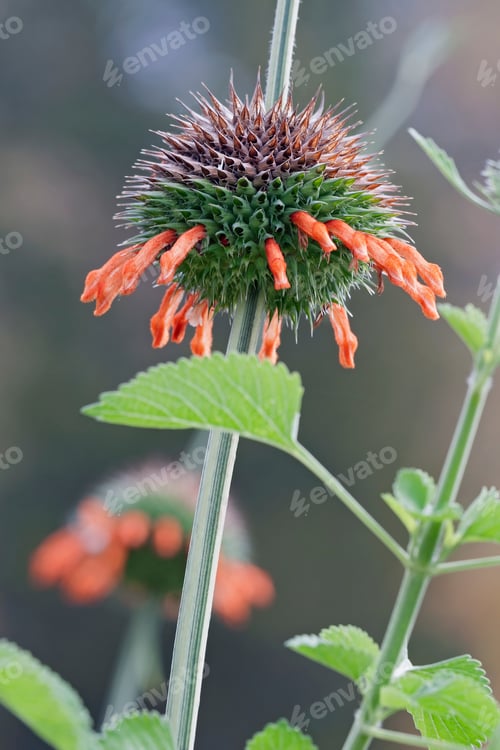 Preview: Lion'S Tail (Leonotis Leonurus). Known Also As Wild Dagga.
