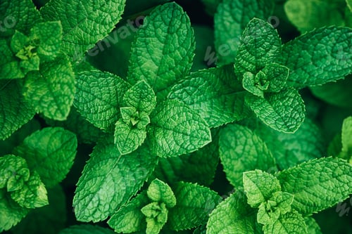 Preview: Lush foliage mint herb plant grow