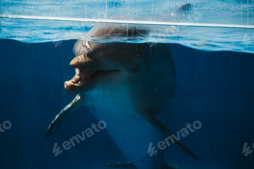Preview: Gray dolphin underwater in pool