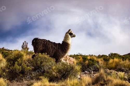 Preview: Llama Standing Proudly in the Unique Landscape of Bolivia During a Cloudy Afternoon
