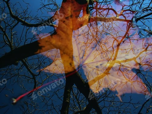 Preview: Autumn reflection