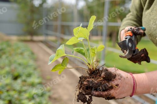 Preview: Woman is planting seedlings of strawberries. Gardening work.
