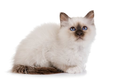 Preview: birman kitten in studio