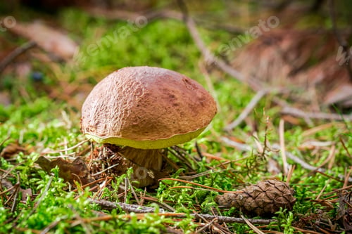 Preview: Boletus with cone at sunset in forest