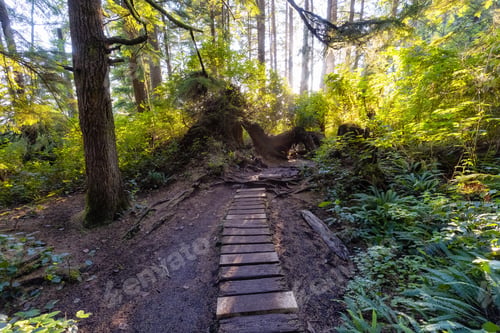 Preview: Hiking Path to Mystic Beach in the Vibrant Rainforest