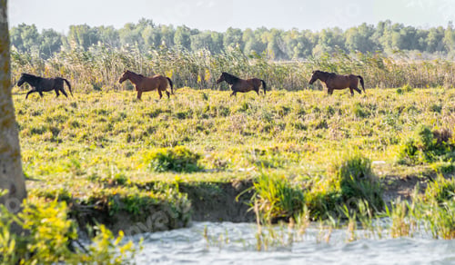 Preview: Line of Horses galloping freely across a grassy field under a clear sky