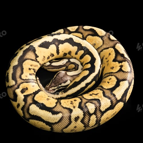 Preview: Ball Python -Python regius