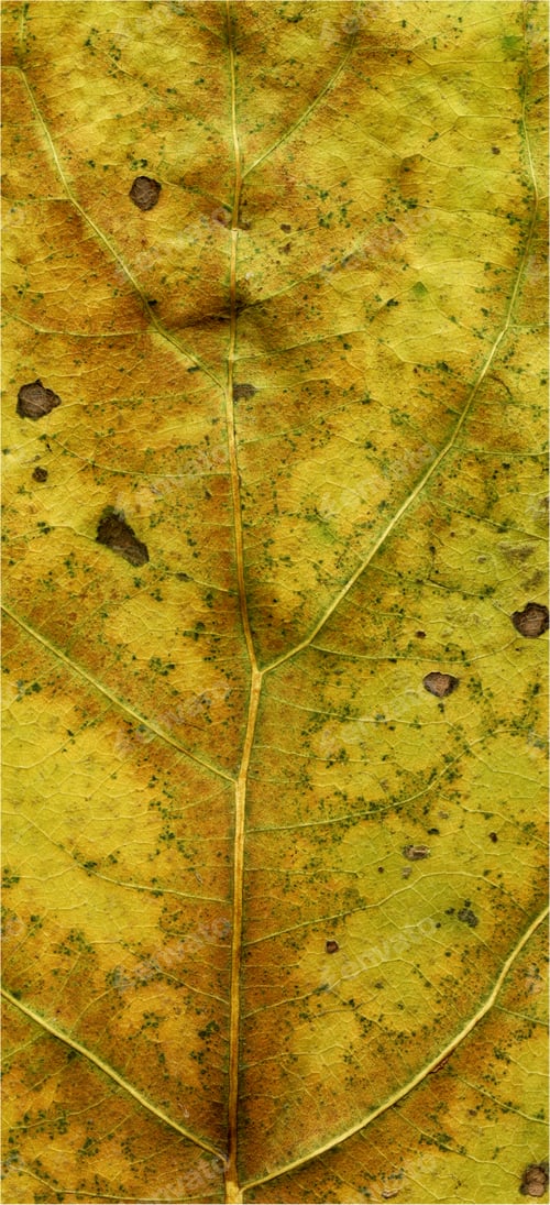 Preview: Natural Plant Leaves Macro