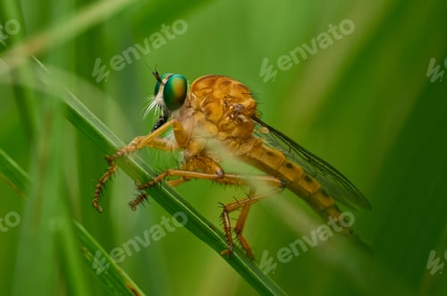 Preview: Insect on a blade of grass
