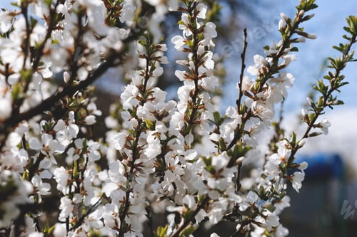Preview: Blooming cherry in spring. Background nature