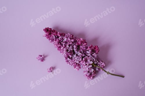 Preview: Branch of lilac flowers on a purple background. Spring concept