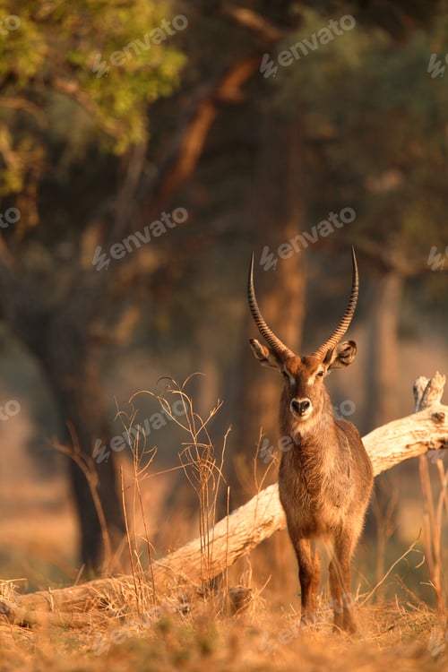 Preview: Portrait of alert waterbuck bull (Kobus ellipsiprymnus ), Mana Pools National Park, Zimbabwe