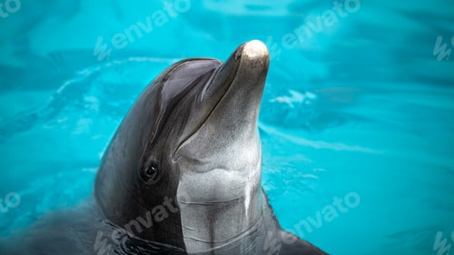 Preview: Playful bottlenose dolphin in a moment of curiosity, standing in water in its enclosure at the zoo