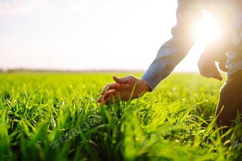 Preview: Green wheat seedlings in hands of a farmer. Male farmer looking at the produce before harvesting.