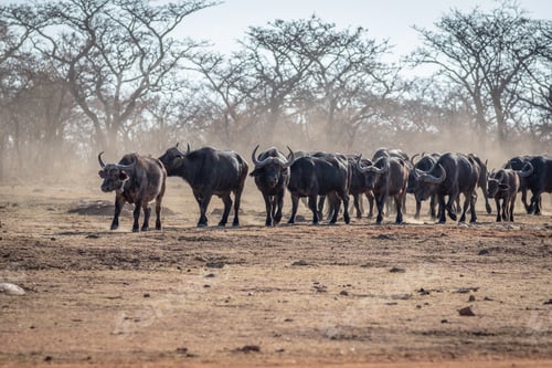 Preview: Big herd of African buffalos on an open plain.