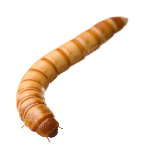 Preview: Larva of Mealworm - Tenebrio molitor