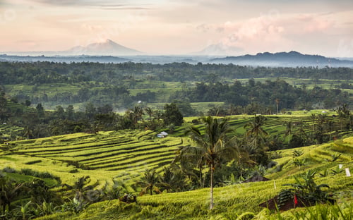 Preview: Jatiluwih, Bali, Indonesia