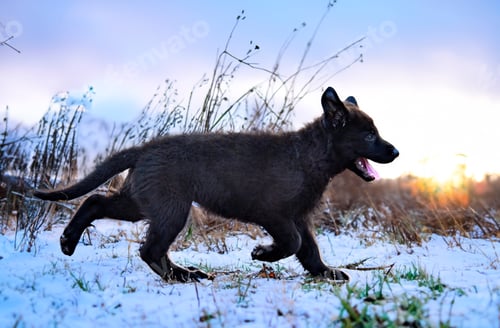 Preview: puppy black german shepherd in nature