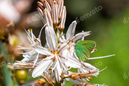 Preview: Emerald (Callophrys rubi) is a butterfly species of the Lycaenidae family. Asphodelus aestivus