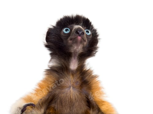 Preview: Soa, 4 months old, Crowned Sifaka against white background
