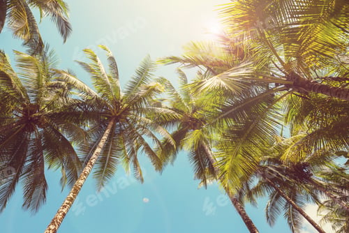 Preview: Palm plantation
