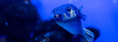 Preview: exotic fish swimming under water in aquarium with blue neon lighting, panoramic shot
